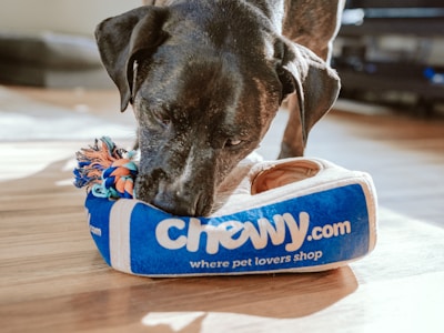 Pet Accessories