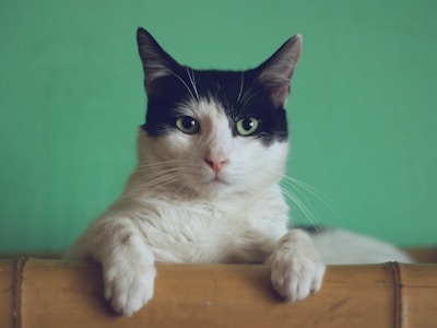 Cat Food