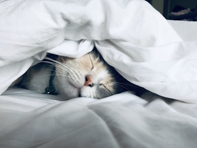Pet Beds