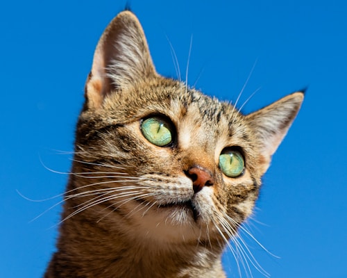 Organic Cat Food – Salmon Delight